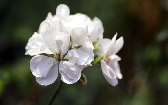 狗笼子如何清理，狗笼怎么清洁