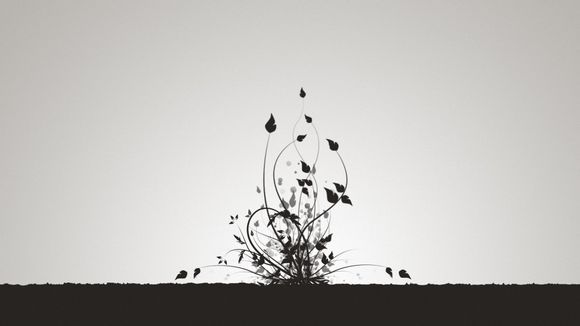 给猫起什么名，给猫起什么名字又好听又可爱