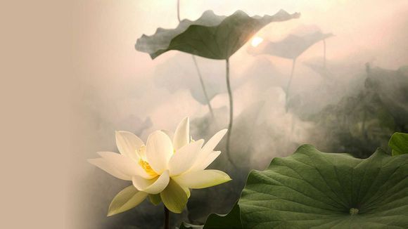 狗异位性皮炎怎么治，狗异位性皮炎是什么意思