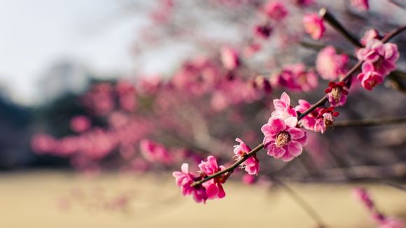 如何避免被狗咬，怎么避免狗咬