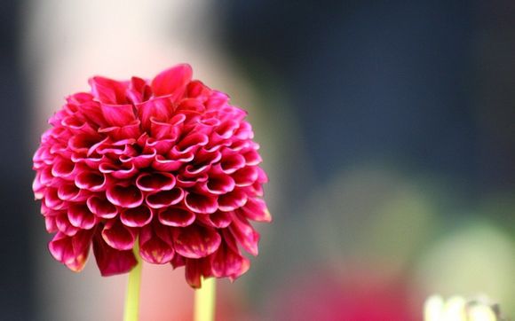 如何给小狗检查弓形虫，如何给狗狗查弓形虫