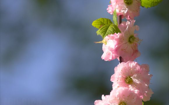 英斗大概多少钱一只，英斗大概多少钱一只狗